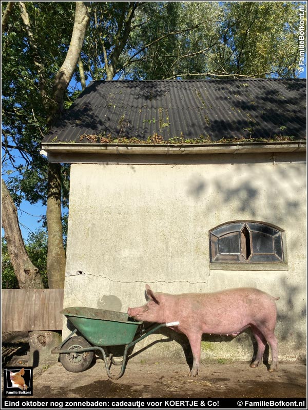 Eind oktober nog zonnebaden: cadeautje voor KOERTJE & Co!