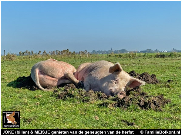 JOKE (billen) & MEISJE genieten van de geneugten van de herfst