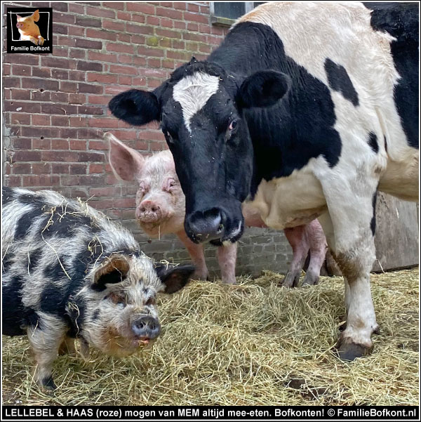 LELLEBEL & HAAS (roze) mogen van MEM altijd mee-eten. Bofkonten!