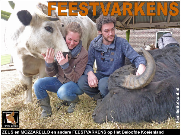 ZEUS en MOZZARELLO en andere FEESTVARKENS op Het Beloofde Koeienland