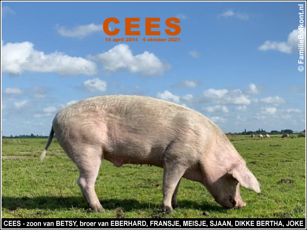 CEES - zoon van BETSY, broer van EBERHARD, FRANSJE, MEISJE, SJAAN, DIKKE BERTHA, JOKE