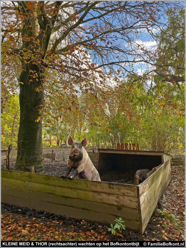 KLEINE MEID & THOR (rechtsachter) wachten op het bofkontontbijt