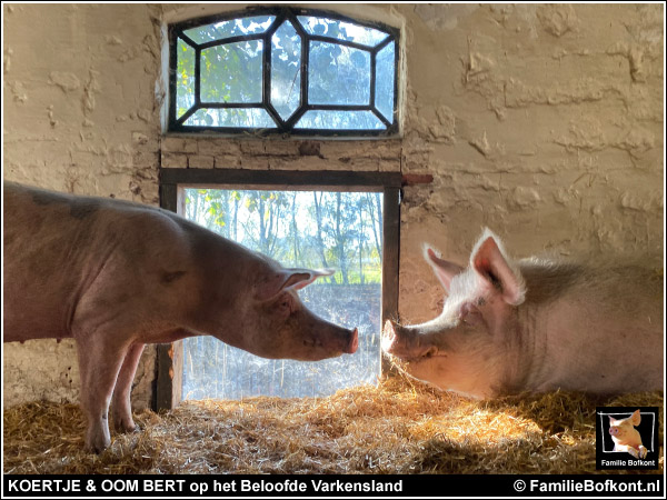 KOERTJE & OOM BERT op Het Beloofde Varkensland