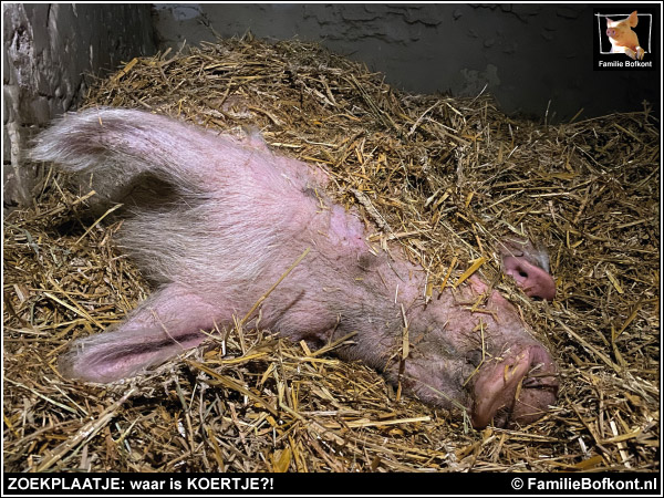 ZOEKPLAATJE: waar is KOERTJE?