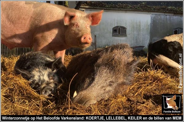 In het winterzonnetje op Het Beloofde Varkensland: KOERTJE, LELLEBEL, KEILER en de billen van MEM