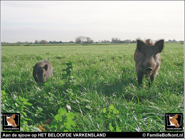 KIJK (5) https://2021.bfknt.nl/dappere-dodo-wildeman-aan-de-sjouw-polder.jpg