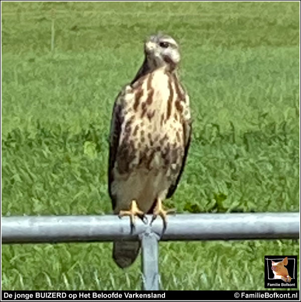 KIJK https://2021.bfknt.nl/jonge-buizerd-close-up.jpg