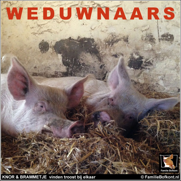 KIJK https://2021.bfknt.nl/weduwnaars-knor-en-brammetje.jpg